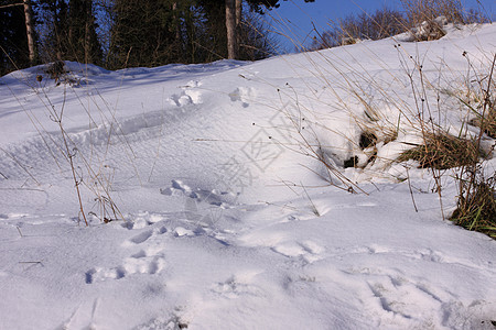 冬天雪中野兔的踪迹爪子冻结动物野生动物水晶打印雪花荒野小路脚印图片