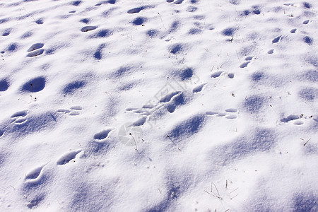 冬雪中野生的兔子和狐狸图片