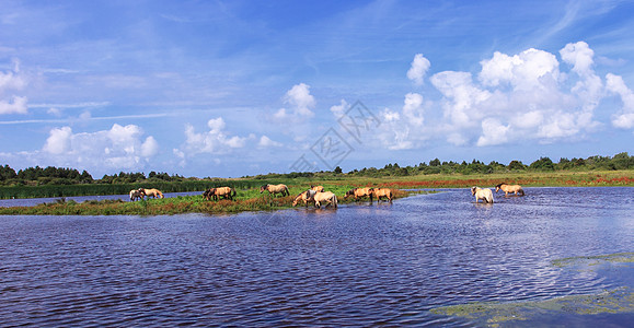 在法国索姆湾的沼泽地 汉森马匹场地池塘风景芦苇植被团体农村国家叶子丘陵图片