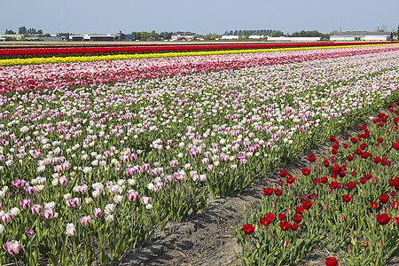 荷兰的Tulip 字段花园投标橙子生长生活郁金香植物晴天场地季节图片