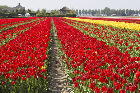 荷兰的Tulip 字段花园农场生活橙子晴天季节投标郁金香场地植物图片