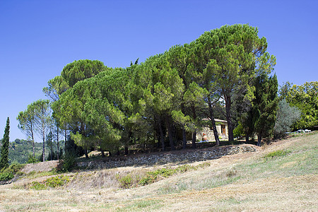 托斯卡纳的松树有风景旅行土地乌云丘陵植物绿色森林葡萄园农村场地图片