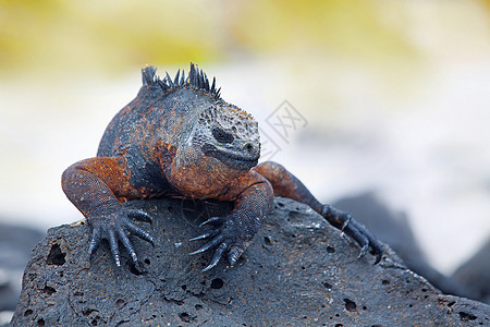 加拉帕戈斯海洋Iguana热带荒野鬣蜥海岸情调皮肤岩石异国生物动物图片