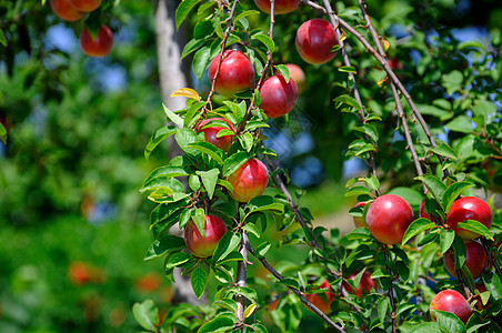 树上的果实叶子红梅园艺枝条花园维生素食物水果收成季节图片