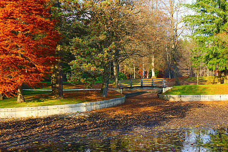 湖边叶子树叶绿色黄色红色季节图片