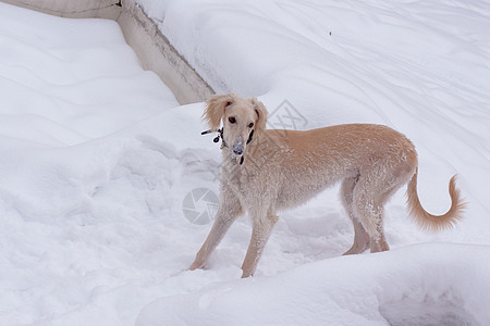 雪中小狗狗动物棕色公园宠物食肉黑色白色水平猎犬小狗图片