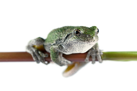 灰树青蛙白色灰色水平植物树蛙动物绿色图片