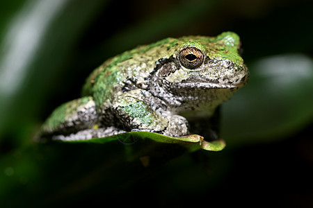 灰树青蛙树蛙植物灰色叶子动物绿色水平图片
