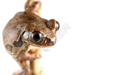 大眼树青蛙孔雀气候野生动物宏观两栖树蛙植物动物丛林眼睛图片