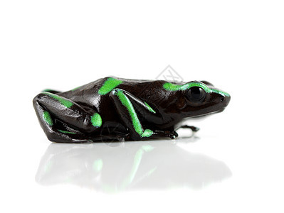 绿青和黑毒雨林生物绿色热带脊椎动物白色动物黑色石斛青蛙图片