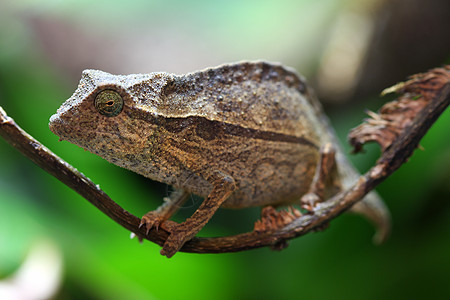 Pygmy Leaf 变色龙爬虫叶子水平野生动物雨林藤蔓丛林侏儒热带图片