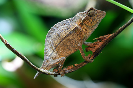 Pygmy Leaf 变色龙爬虫水平藤蔓雨林野生动物侏儒丛林叶子热带图片