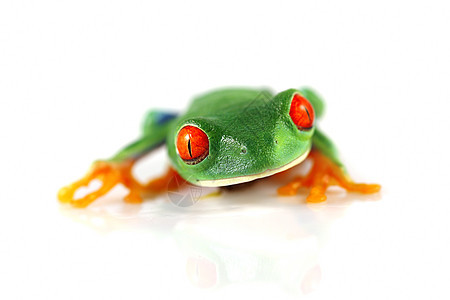 红眼树青蛙白色动物热带树蛙绿色眼睛野生动物反射宏观丛林图片