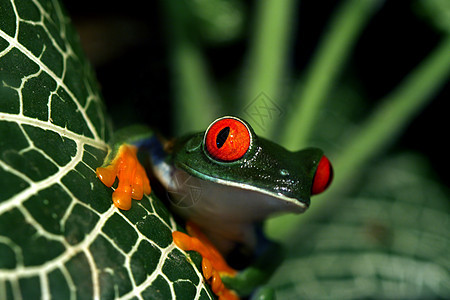 红眼树青蛙动物蕨类眼睛热带气候丛林野生动物绿色树蛙红色图片
