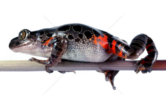 坦桑尼亚虎蛙棕色丛林青蛙热带树蛙野生动物老虎雨林红色图片