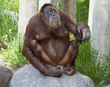 奥兰古人俘虏猩猩动物濒危丛林动物园母亲少年灵长类母性图片
