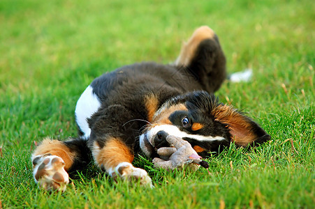 小小狗伯尔尼山狗的肖像动物宠物忠诚乐趣黑色犬类公园毛皮头发绿色图片