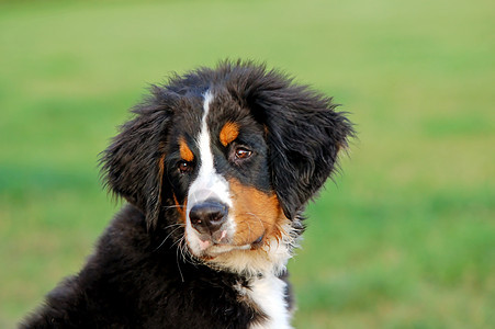 小小狗伯尔尼山狗的肖像犬类绿色公园牧羊犬伴侣黑色哺乳动物头发猎犬忠诚图片