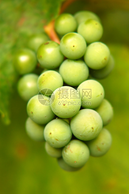 绿葡萄收成黑色水果国家葡萄园食物小吃藤蔓酒厂图片