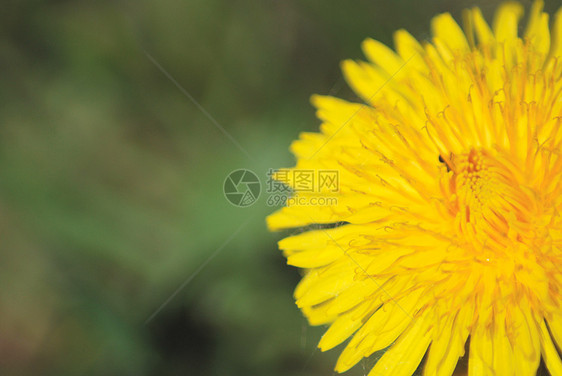 绿背景的科勒斯福花开花马卡语中的图西拉戈farfara植物群植物学黄色花瓣医疗药品太阳荒野绿色植物图片