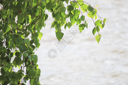 夏季关于水背景的绿色树叶绿白叶植物桦木植物学木头枝条图片