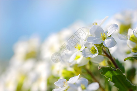 春花花植物花朵花园场地季节天空晴天草地蓝色公园图片