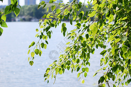 夏季关于水背景的绿色树叶绿白叶植物学植物木头枝条桦木图片