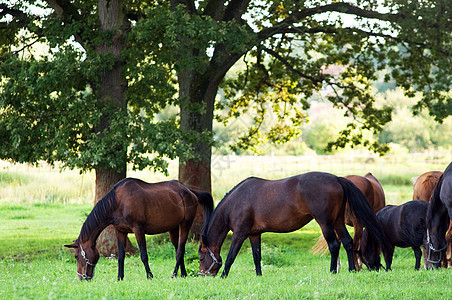 田野上的马匹场地季节宠物森林草地荒野棕色绿色蓝色小马图片