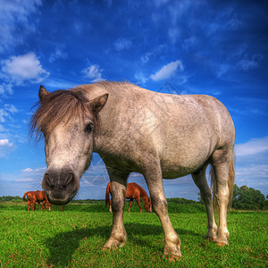 野生的年轻野马在田野上蓝色世界牧场马匹小马母马荒野农场天空森林图片