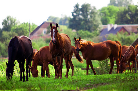 田野上的马匹棕色森林鬃毛农场小马红色绿色天空蓝色季节图片