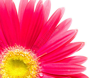流程结色树叶温泉念日黄色红色粉色花瓣香气花朵花园图片