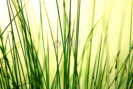 草地背景植物学叶子森林蓝色花园宏观工作室植物群太阳植物图片