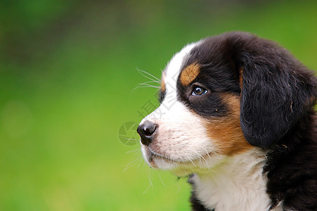 伯尔尼山狗肖像头发猎犬黑色公园小狗哺乳动物牧羊犬犬类绿色忠诚图片