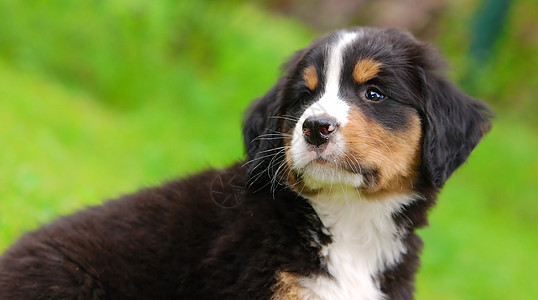 伯尔尼山狗肖像犬类头发小狗毛皮忠诚绿色动物猎犬公园血统图片