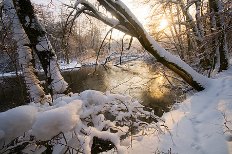 冬季白林冻结天气美丽场景晴天太阳阳光季节荒野场地图片