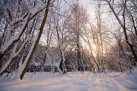 冬季白林树木天气冻结暴风雪国家公园场地荒野森林天空图片