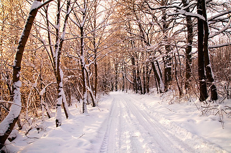 冬季白林天气公园日落晴天场景荒野木头冻结森林阳光图片