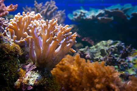 水下生物 珊瑚礁 鱼类情调旅行珊瑚热带假期异国蓝色生活海洋旅游图片