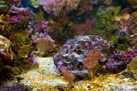 水下生物 珊瑚礁 鱼类旅行蓝色生活异国潜水热带海洋珊瑚动物假期图片
