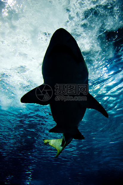 水下鲨鱼休光动物捕鲸蓝色危险游泳热带海洋牙齿捕食者潜水图片