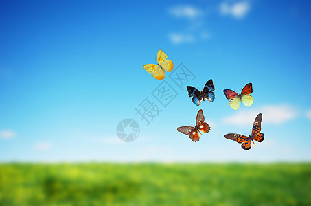 色彩多彩的 buttetfly 弹簧场橙子雏菊场地蓝色草原植物疗法植物群草地天空图片