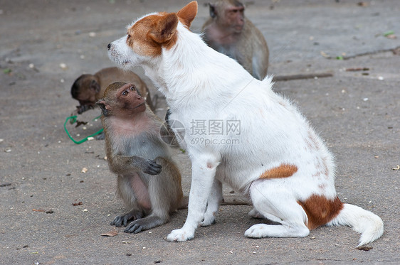 猴子在狗中检查跳蚤和虱子少年荒野狒狒母亲蜱虫丛林栖息地友谊森林猿猴图片