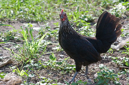 黑母鸡小鸡动物国家草地红色生活牧场白色母鸡乡村图片