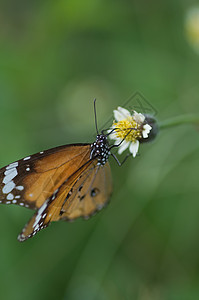 皇帝蝴蝶在花朵上阳光热带植物航班花园橙子昆虫荒野宏观图片