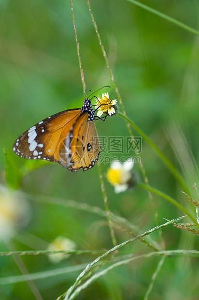 皇帝蝴蝶在花朵上植物热带阳光宏观花园荒野航班橙子昆虫图片