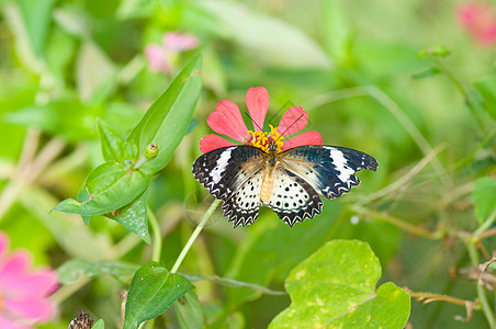 花上蝴蝶花园宏观植物昆虫阳光航班橙子荒野热带图片