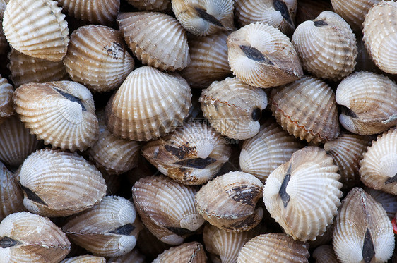 小海壳食物沿海贝壳贝类生产市场海岸壳类海洋海滩图片