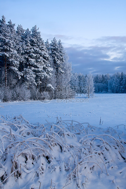 俄罗斯冬季雪景国家寒意天空蓝色森林木头场景寒冷冻结图片