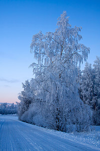 俄罗斯冬季森林风景雪花天空寒冷寒意冻结季节国家木头图片