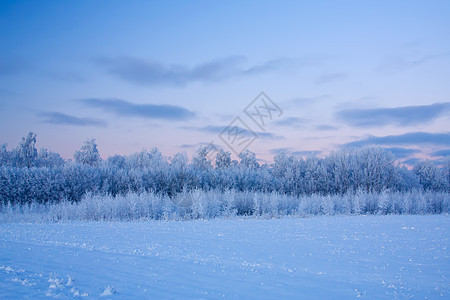 俄罗斯冬季雪花雪景冻结寒意森林天空场景季节风景蓝色图片